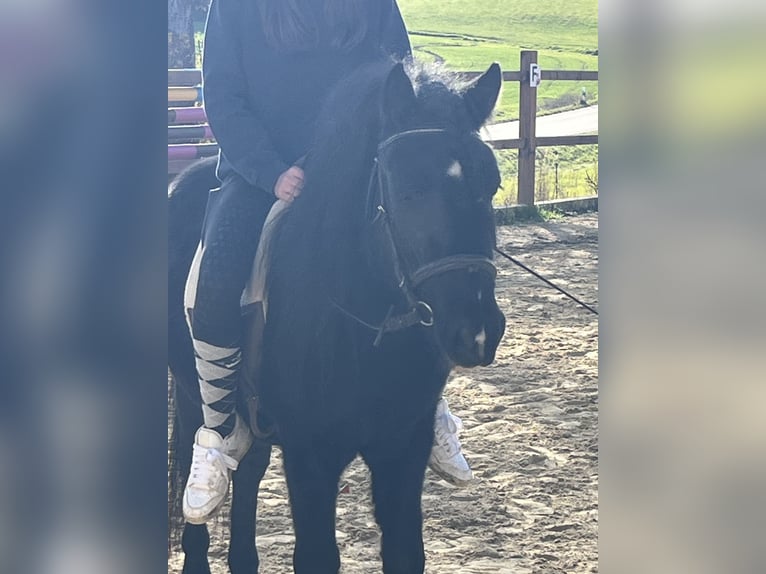 Altri pony/cavalli di piccola taglia Castrone 4 Anni 116 cm Morello in Ursensollen