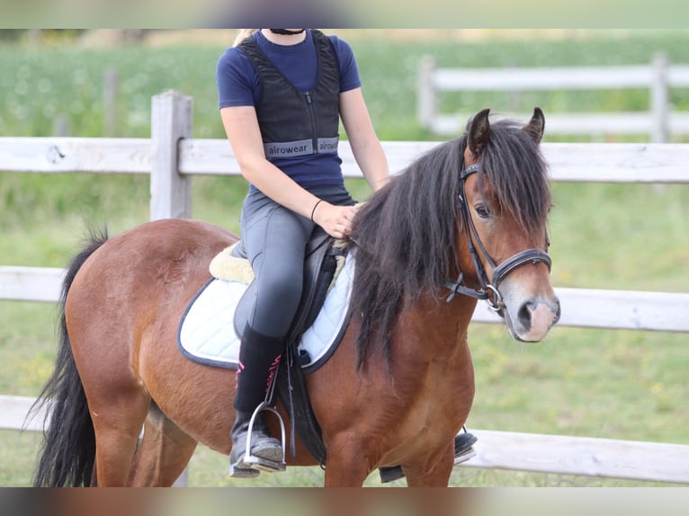 Altri pony/cavalli di piccola taglia Castrone 4 Anni 119 cm Baio in Pepingen