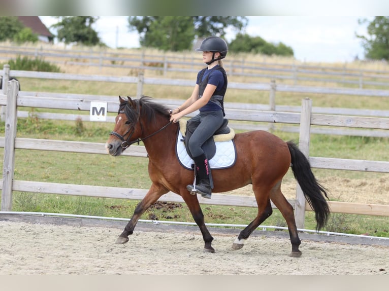 Altri pony/cavalli di piccola taglia Castrone 4 Anni 119 cm Baio in Pepingen