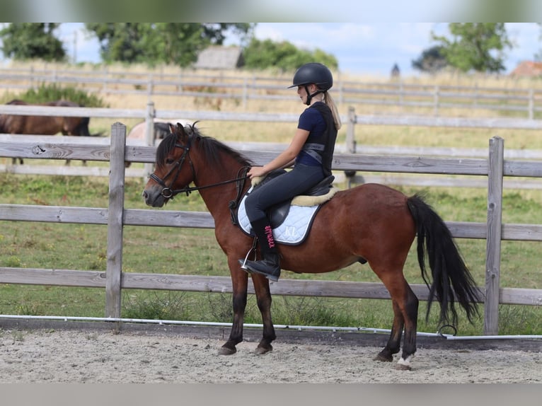 Altri pony/cavalli di piccola taglia Castrone 4 Anni 119 cm Baio in Pepingen
