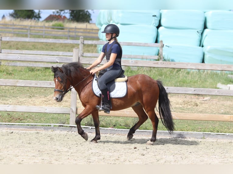 Altri pony/cavalli di piccola taglia Castrone 4 Anni 119 cm Baio in Pepingen