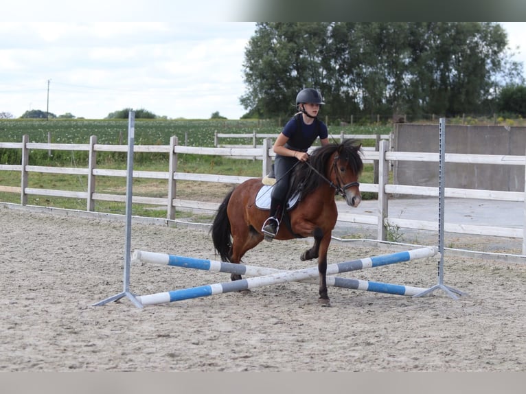 Altri pony/cavalli di piccola taglia Castrone 4 Anni 119 cm Baio in Pepingen