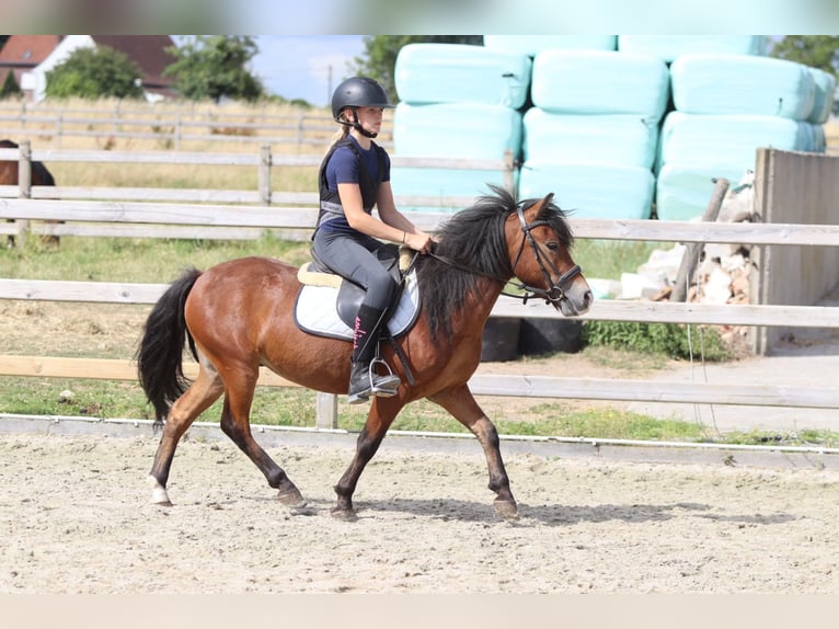 Altri pony/cavalli di piccola taglia Castrone 4 Anni 119 cm Baio in Pepingen