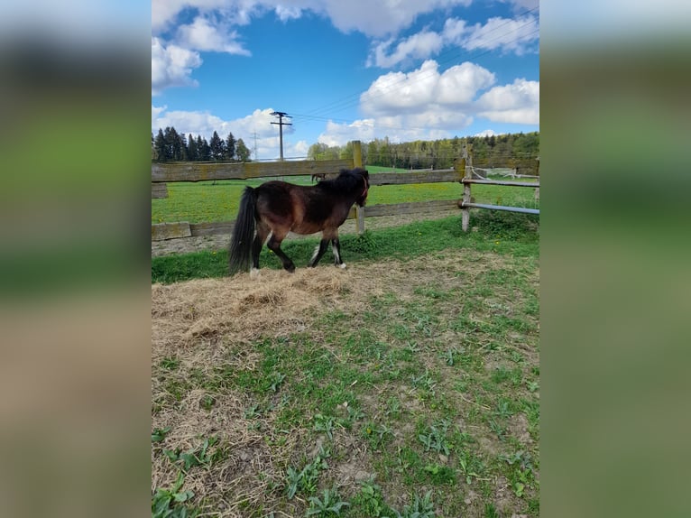 Altri pony/cavalli di piccola taglia Castrone 4 Anni 120 cm Baio in Bad Saulgau