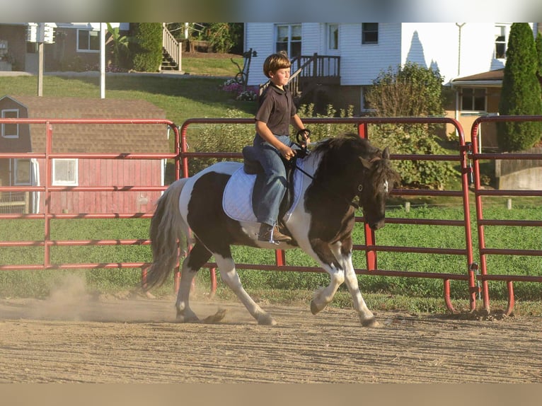 Altri pony/cavalli di piccola taglia Castrone 4 Anni 124 cm Pezzato in Fresno