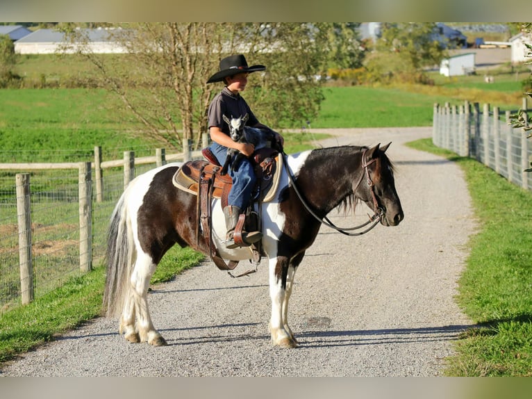 Altri pony/cavalli di piccola taglia Castrone 4 Anni 124 cm Pezzato in Fresno