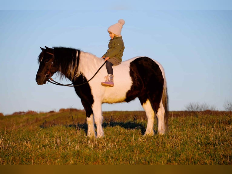Altri pony/cavalli di piccola taglia Castrone 4 Anni 124 cm Pezzato in Fresno