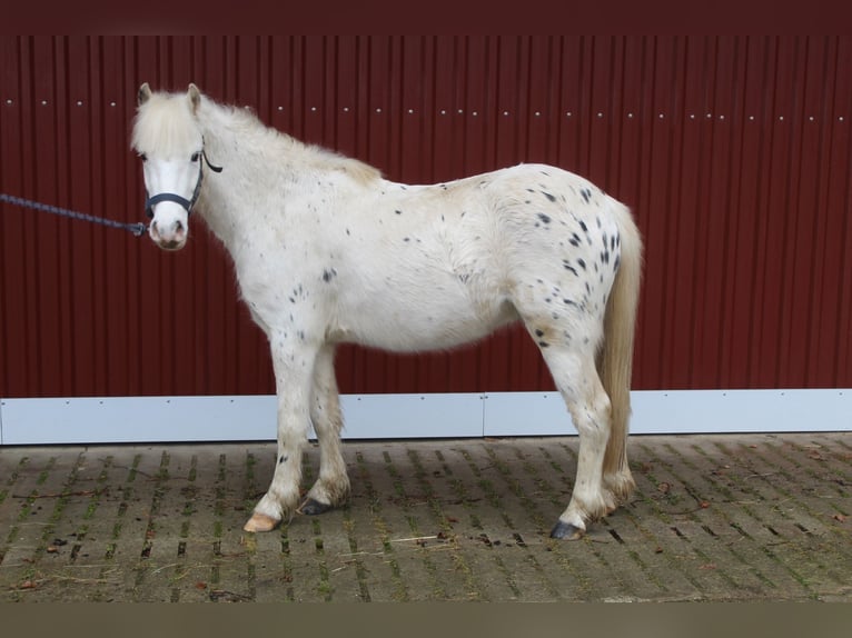 Altri pony/cavalli di piccola taglia Mix Castrone 4 Anni 125 cm Grigio in Alfhausen
