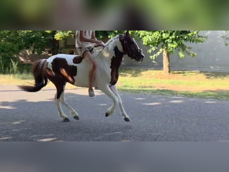 Altri pony/cavalli di piccola taglia Castrone 4 Anni 125 cm Pezzato in Rechnitz