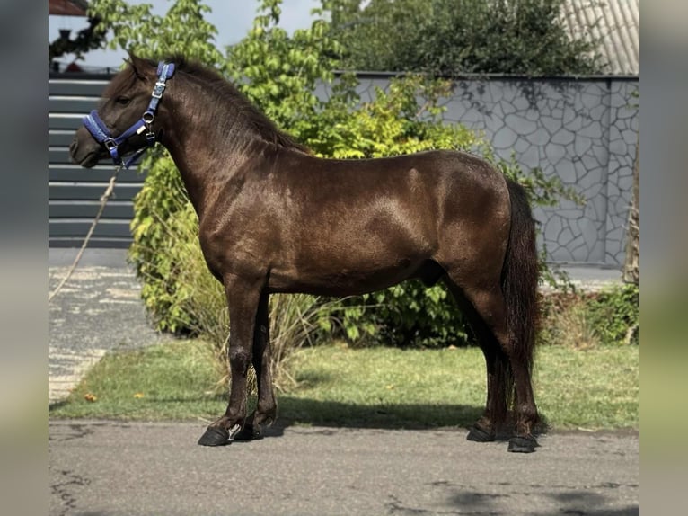 Altri pony/cavalli di piccola taglia Castrone 4 Anni 127 cm Baio in Békés Altri pony/cavalli di piccola taglia Castrone 4 Anni 127 cm Baio in Békés