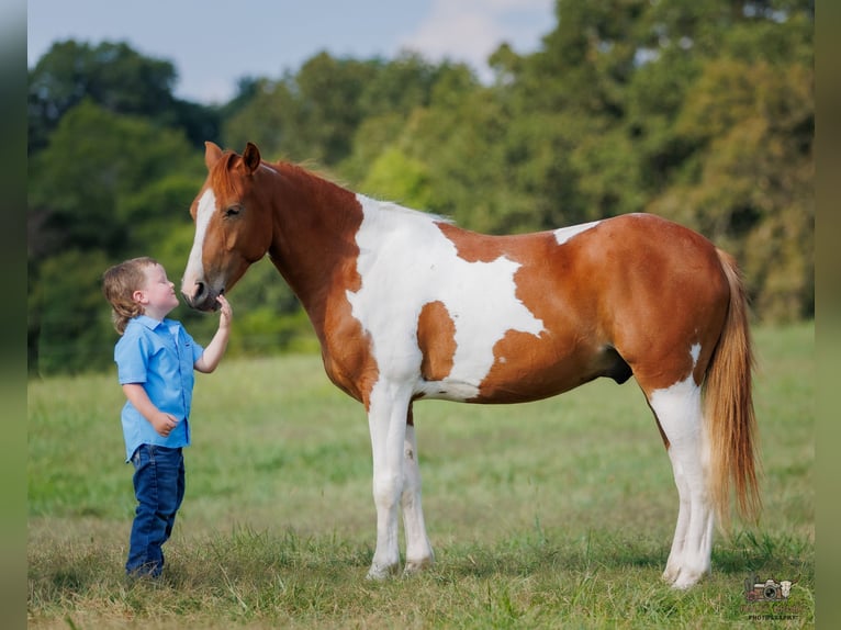 Altri pony/cavalli di piccola taglia Castrone 4 Anni 132 cm Pezzato in Auburn