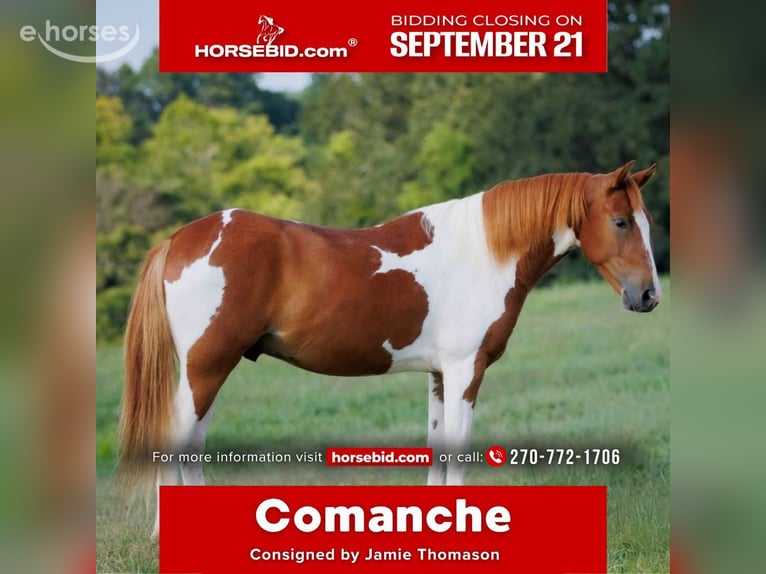 Altri pony/cavalli di piccola taglia Castrone 4 Anni 132 cm Pezzato in Auburn