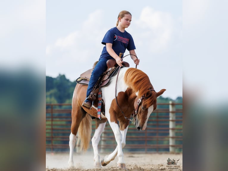 Altri pony/cavalli di piccola taglia Castrone 4 Anni 132 cm Pezzato in Auburn