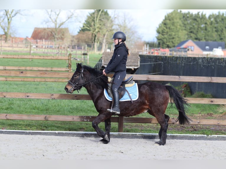 Altri pony/cavalli di piccola taglia Castrone 4 Anni 133 cm Baio in Pepingen