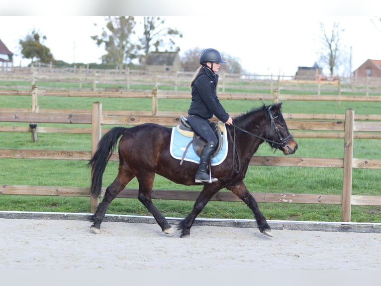 Altri pony/cavalli di piccola taglia Castrone 4 Anni 133 cm Baio in Pepingen