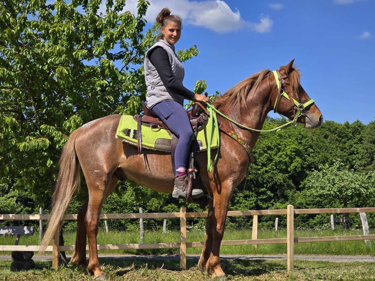 Altri pony/cavalli di piccola taglia Castrone 4 Anni 133 cm Sauro in Linkenbach