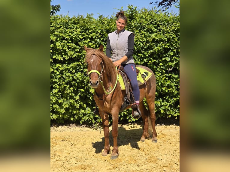 Altri pony/cavalli di piccola taglia Castrone 4 Anni 133 cm Sauro in Linkenbach