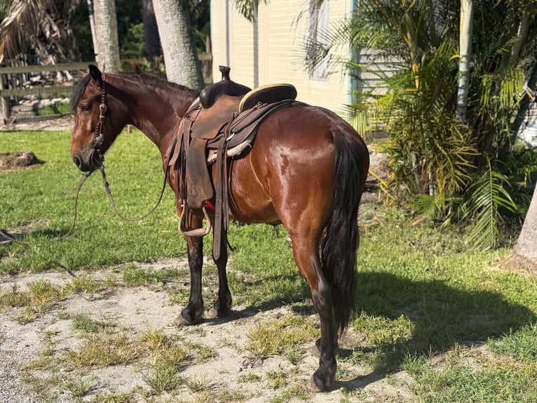 Altri pony/cavalli di piccola taglia Castrone 4 Anni 135 cm Baio ciliegia in Loxahatchee