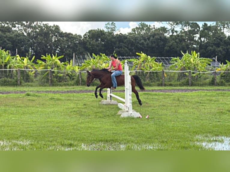 Altri pony/cavalli di piccola taglia Castrone 4 Anni 135 cm Baio ciliegia in Loxahatchee
