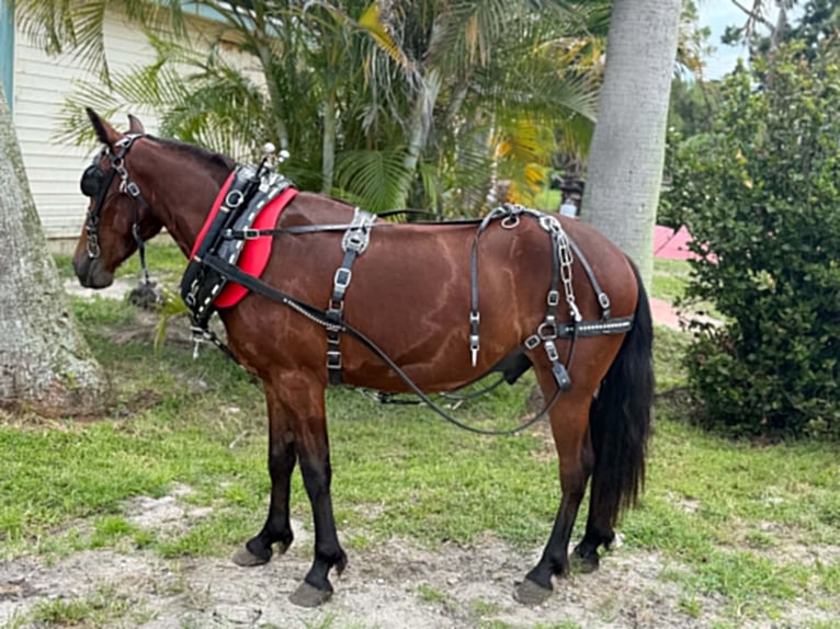 Altri pony/cavalli di piccola taglia Castrone 4 Anni 135 cm Baio ciliegia in Loxahatchee