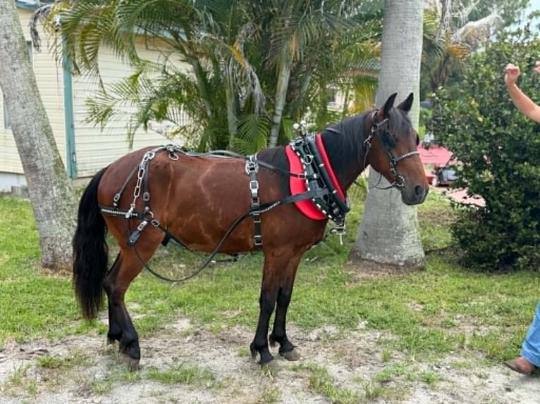 Altri pony/cavalli di piccola taglia Castrone 4 Anni 135 cm Baio ciliegia in Loxahatchee