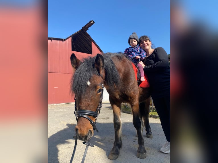Altri pony/cavalli di piccola taglia Castrone 4 Anni 136 cm Baio in Sankt Stefan im Rosental