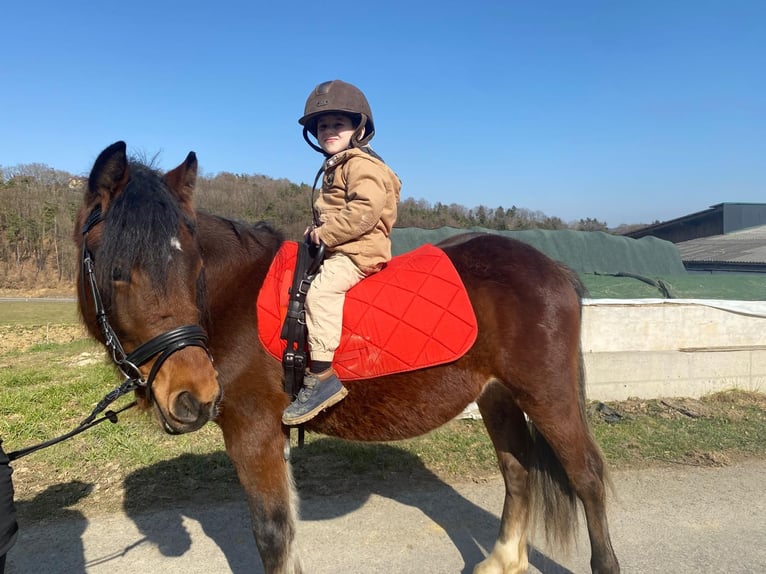 Altri pony/cavalli di piccola taglia Castrone 4 Anni 136 cm Baio in Sankt Stefan im Rosental