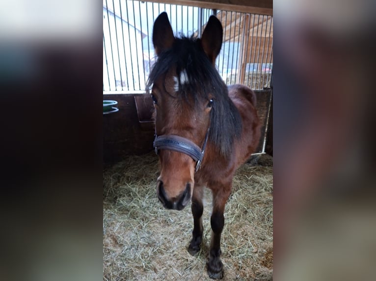 Altri pony/cavalli di piccola taglia Castrone 4 Anni 136 cm Baio in St Stefan im Rosental