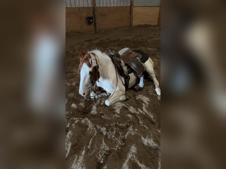 Altri pony/cavalli di piccola taglia Castrone 4 Anni 137 cm Pezzato in Princeton
