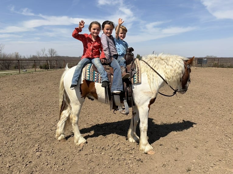 Altri pony/cavalli di piccola taglia Castrone 4 Anni 137 cm Pezzato in Princeton