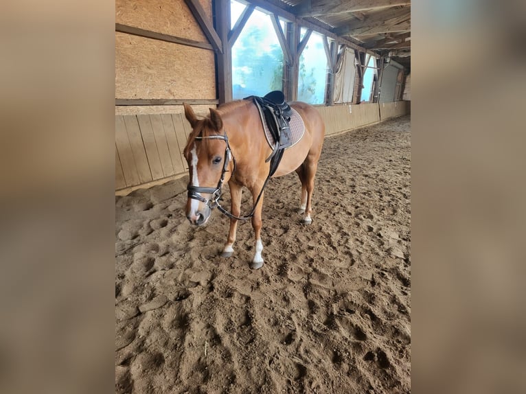 Altri pony/cavalli di piccola taglia Castrone 4 Anni 137 cm Sauro in Springe