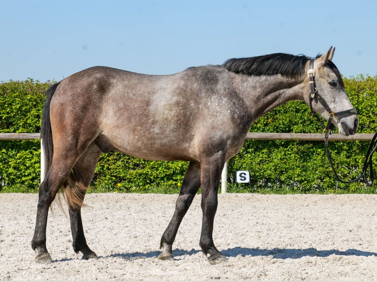 Altri pony/cavalli di piccola taglia Castrone 4 Anni 138 cm Grigio in Neustadt (Wied)