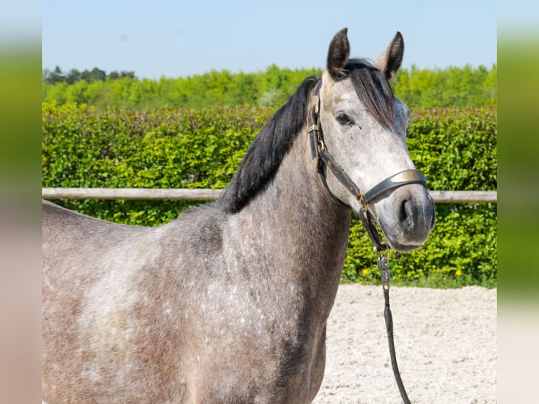 Altri pony/cavalli di piccola taglia Castrone 4 Anni 138 cm Grigio in Neustadt (Wied)