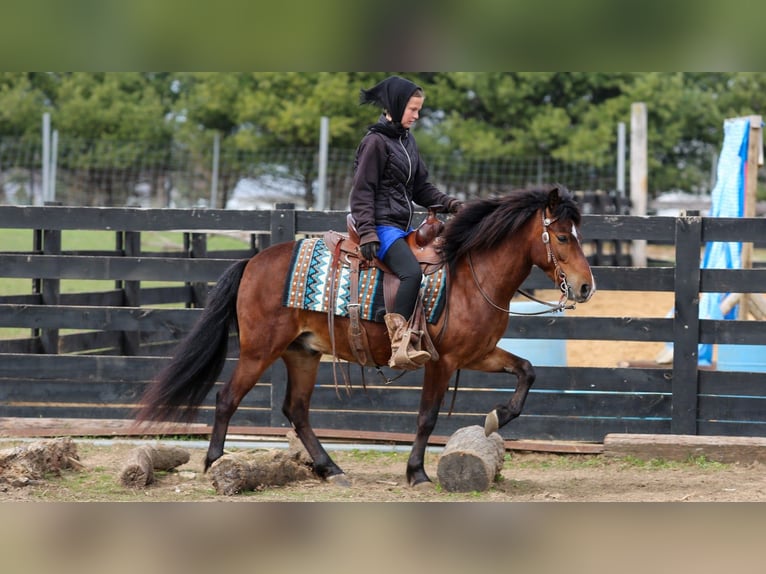 Altri pony/cavalli di piccola taglia Castrone 4 Anni 140 cm Baio ciliegia in Shipshewana