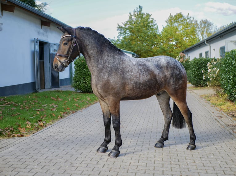 Altri pony/cavalli di piccola taglia Castrone 4 Anni 140 cm in Ankum