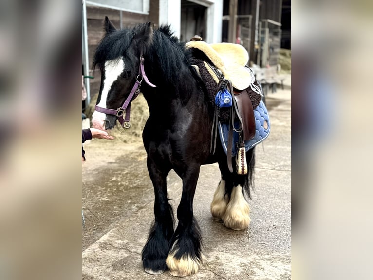 Altri pony/cavalli di piccola taglia Castrone 4 Anni 140 cm Morello in Bexbach