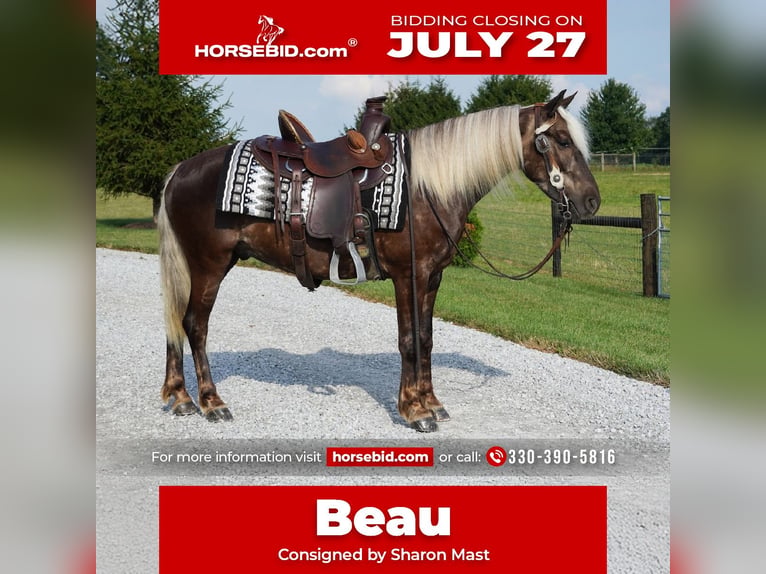 Altri pony/cavalli di piccola taglia Castrone 4 Anni 140 cm  in Fredericksburg