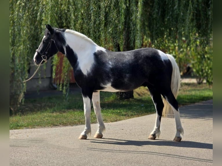 Altri pony/cavalli di piccola taglia Castrone 4 Anni 140 cm Pezzato in Békéscsaba