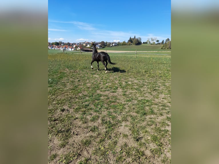 Altri pony/cavalli di piccola taglia Mix Castrone 4 Anni 142 cm Morello in Bad Saulgau