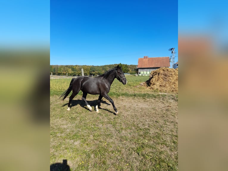 Altri pony/cavalli di piccola taglia Mix Castrone 4 Anni 142 cm Morello in Bad Saulgau
