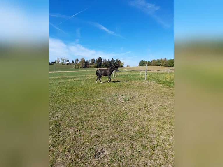 Altri pony/cavalli di piccola taglia Mix Castrone 4 Anni 142 cm Morello in Bad Saulgau