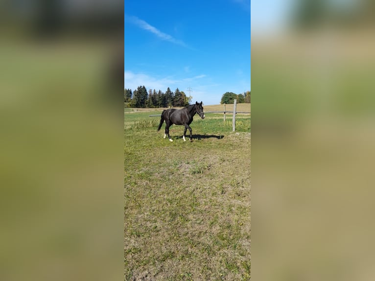 Altri pony/cavalli di piccola taglia Mix Castrone 4 Anni 142 cm Morello in Bad Saulgau