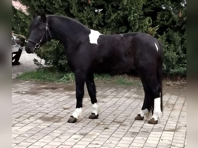 Altri pony/cavalli di piccola taglia Castrone 4 Anni 142 cm Pezzato in B&#xE9;k&#xE9;scsaba