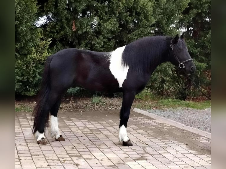 Altri pony/cavalli di piccola taglia Castrone 4 Anni 142 cm Pezzato in B&#xE9;k&#xE9;scsaba