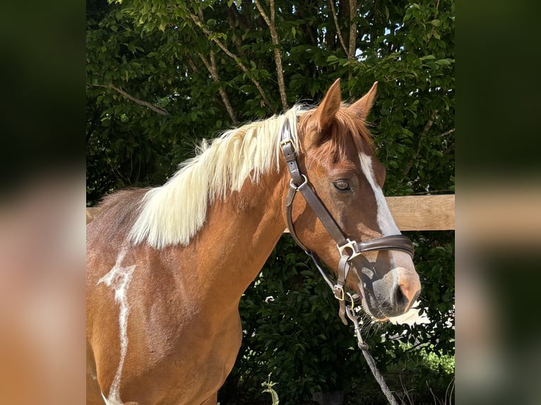Altri pony/cavalli di piccola taglia Castrone 4 Anni 142 cm Pezzato in Iggingen