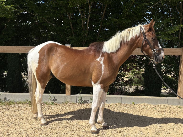 Altri pony/cavalli di piccola taglia Castrone 4 Anni 142 cm Pezzato in Iggingen
