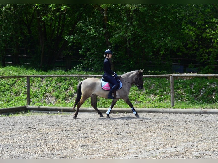 Altri pony/cavalli di piccola taglia Castrone 4 Anni 143 cm Falbo in Wellheim