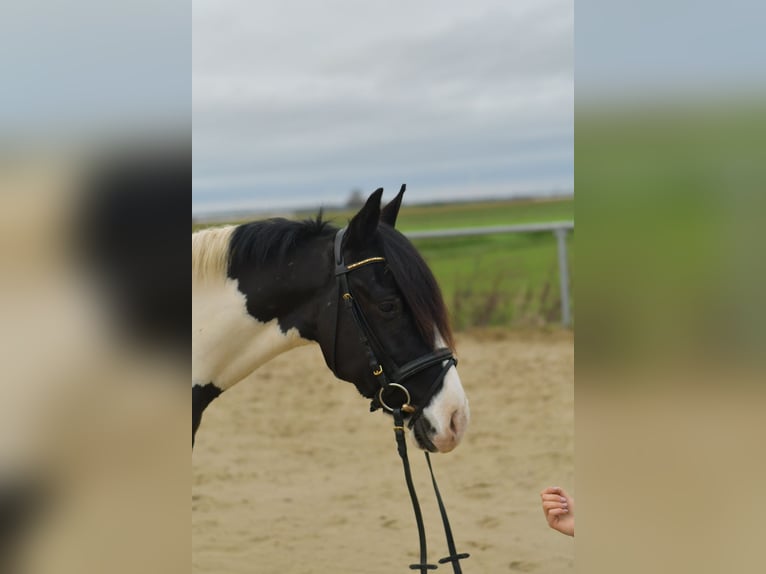 Altri pony/cavalli di piccola taglia Castrone 4 Anni 143 cm Pezzato in Geilenkirchen