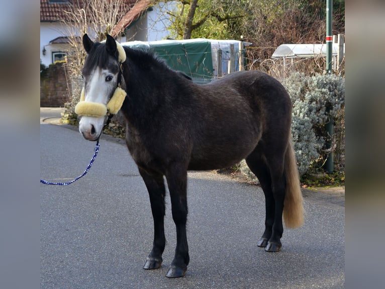 Altri pony/cavalli di piccola taglia Castrone 4 Anni 145 cm Grigio ferro in Bretten