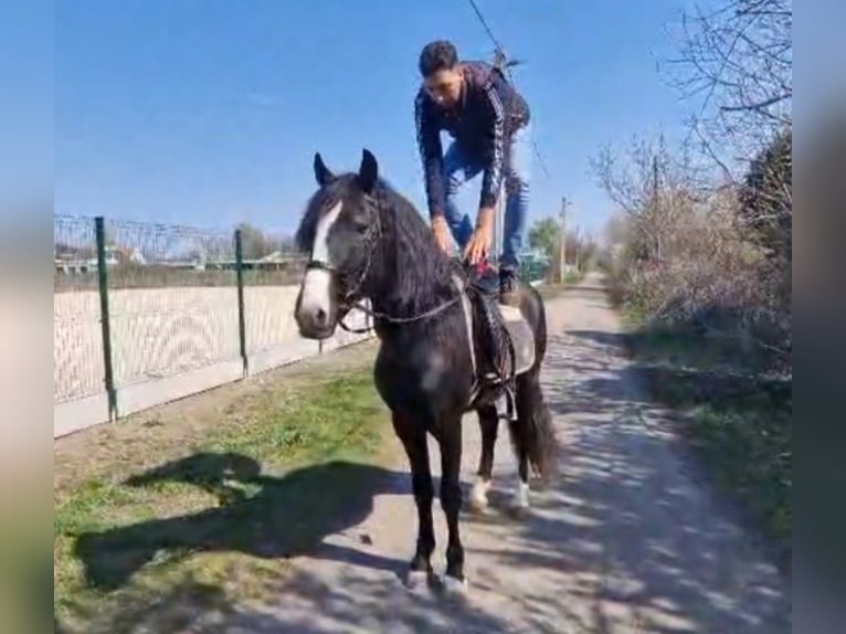 Altri pony/cavalli di piccola taglia Castrone 4 Anni 145 cm Morello in Rechnitz
